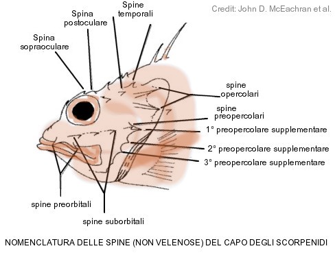 Altre spine scorpenidi